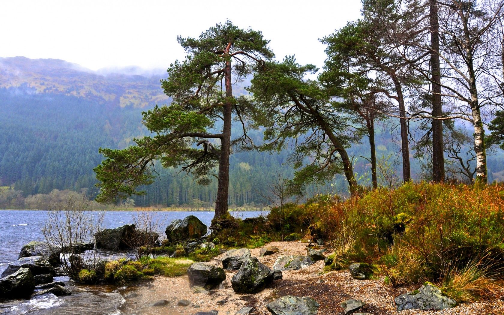 Fridfull sjöstrand med lutande tall, björk och dimhöljda berg i bakgrunden